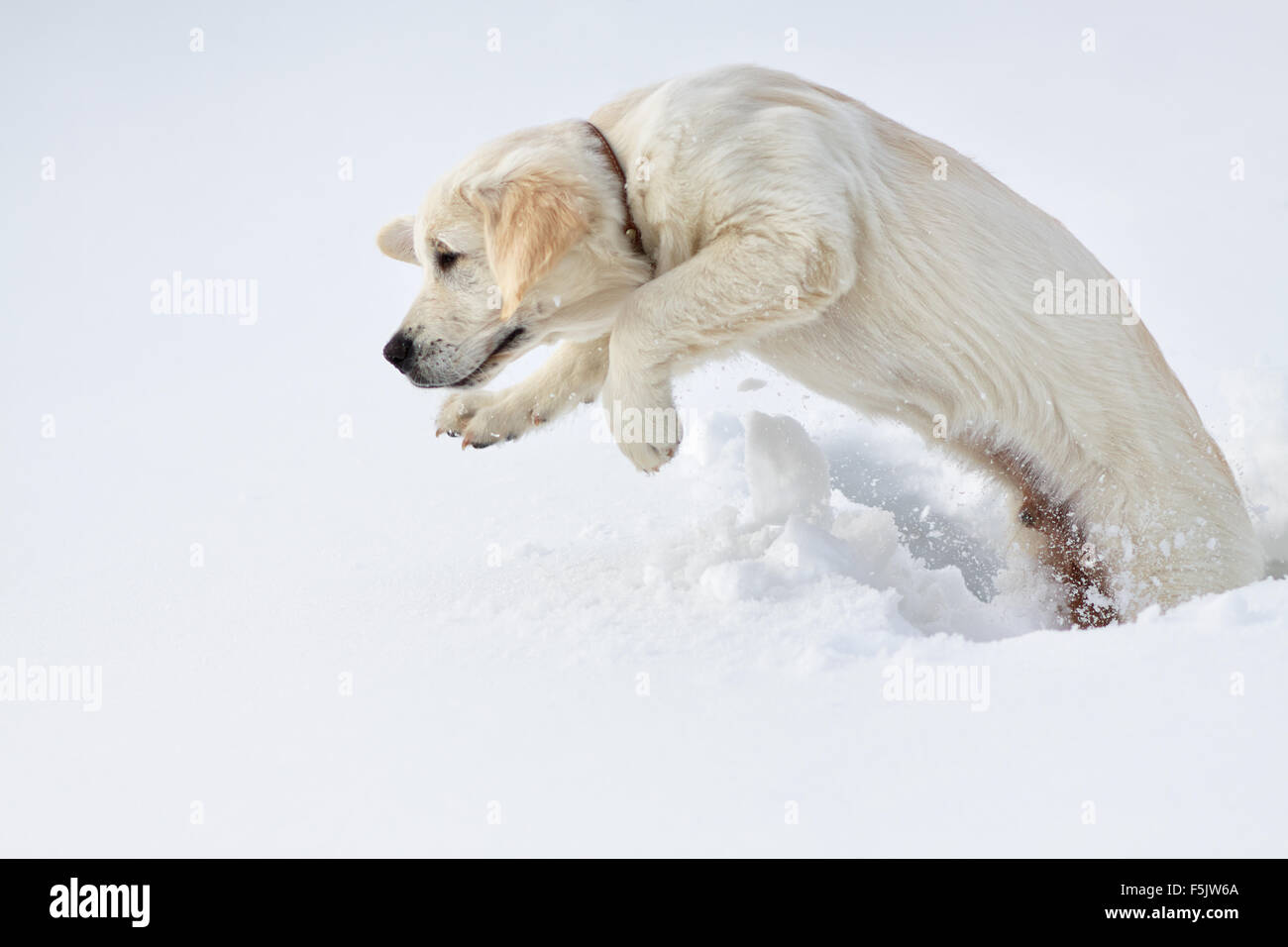 Labrador Retriever Welpen Hund im winter Stockfoto