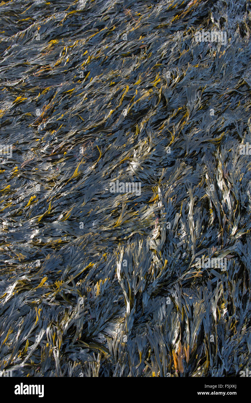 Fucus Serratus. Algen / Zahnriemen Wrack an der Küste von Northumberland. UK Stockfoto