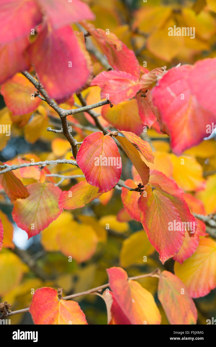 Hamamelis x Intermedia Orangenschale. Hamamelis 'Orange Peel' verlässt Farbwechsel im Herbst. UK Stockfoto