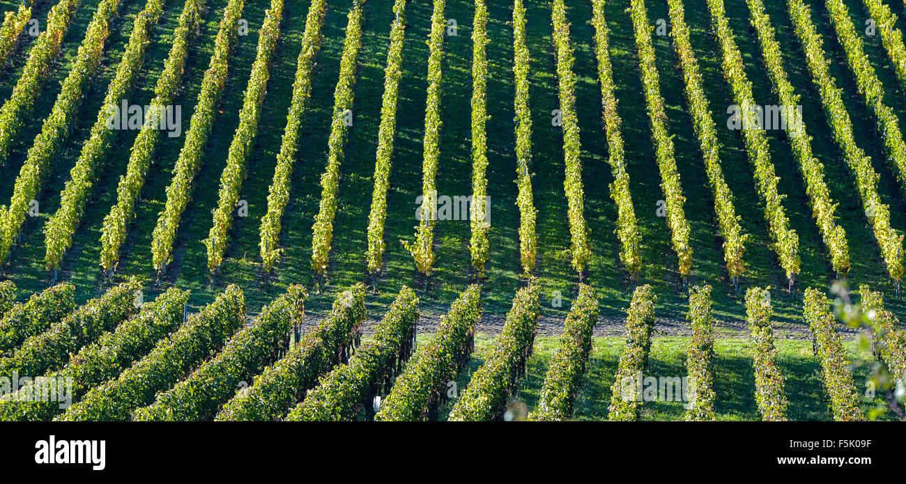 Weinberge - geometrische Landschaft in Bordeaux Vineyard Stockfoto