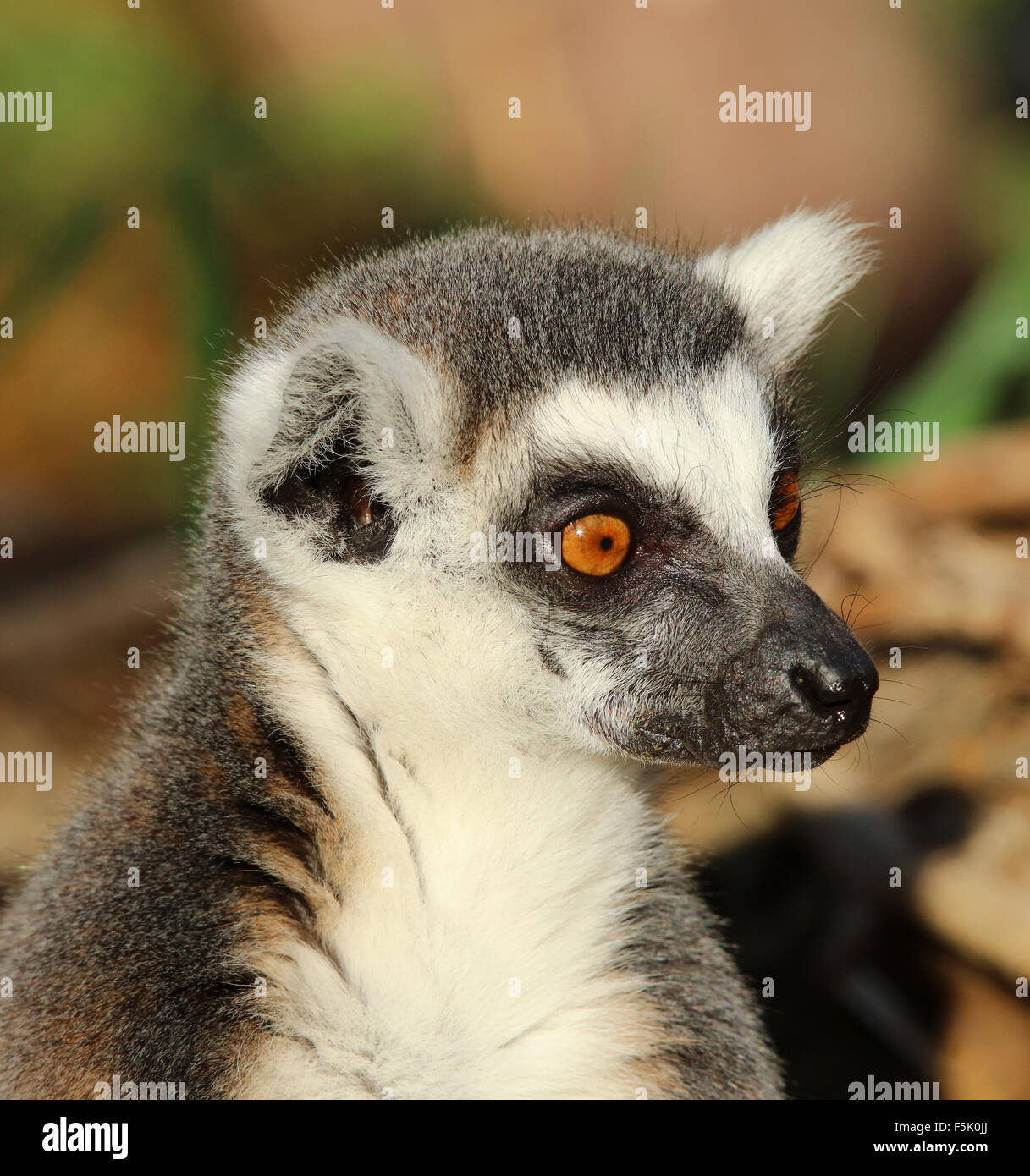 Qulupnay porno galereyalar