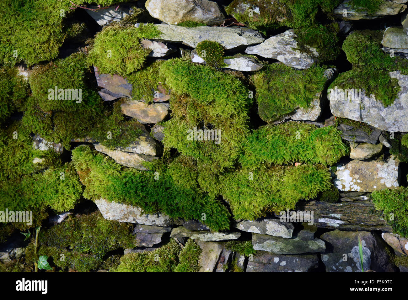 Moos auf Trockensteinmauer. Troutbeck, Nationalpark Lake District, Cumbria, England, Vereinigtes Königreich, Europa. Stockfoto