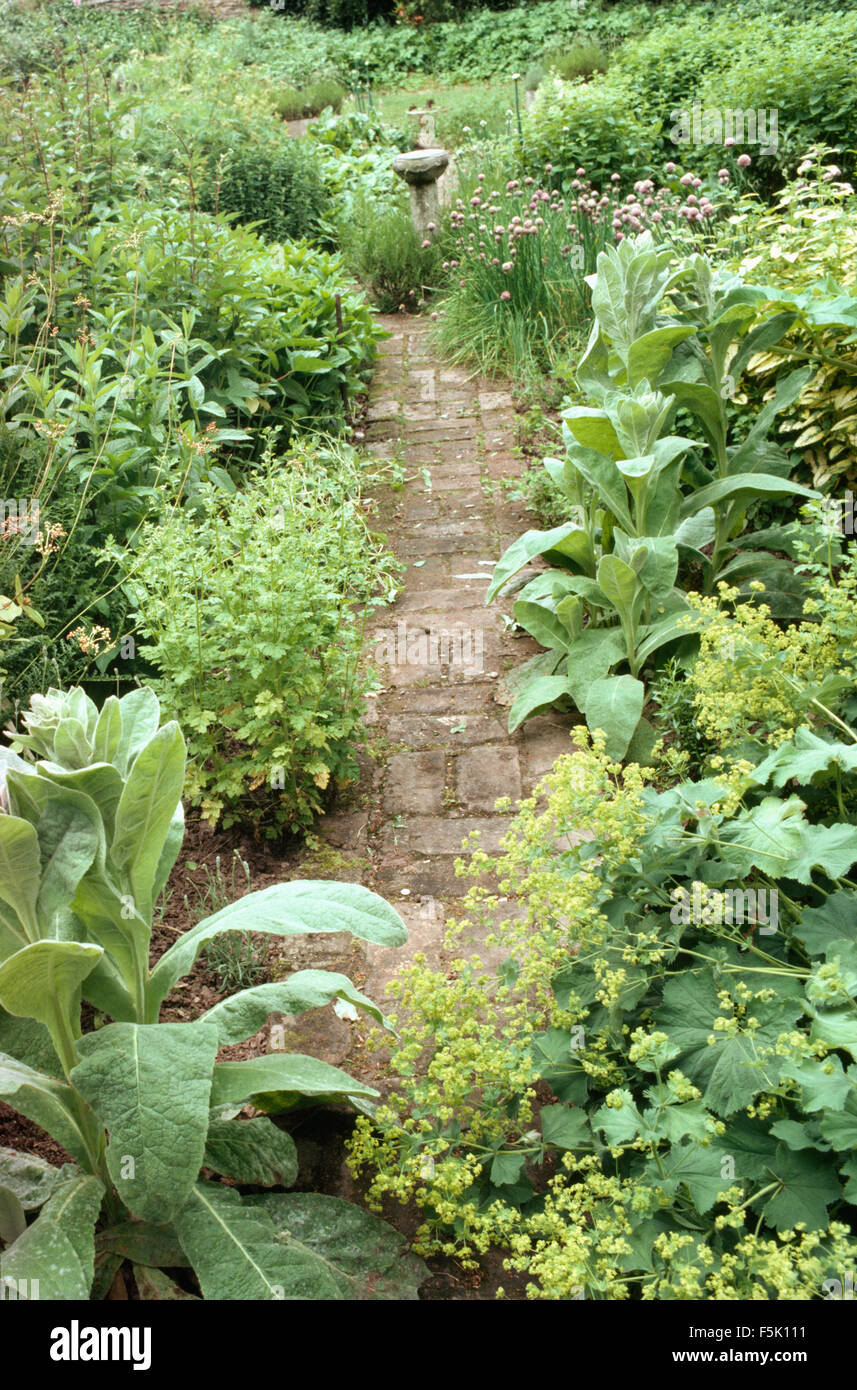 Frauenmantel und Verbascum im grünen Rand neben Ziegel ebnete Weg im Bauerngarten Stockfoto