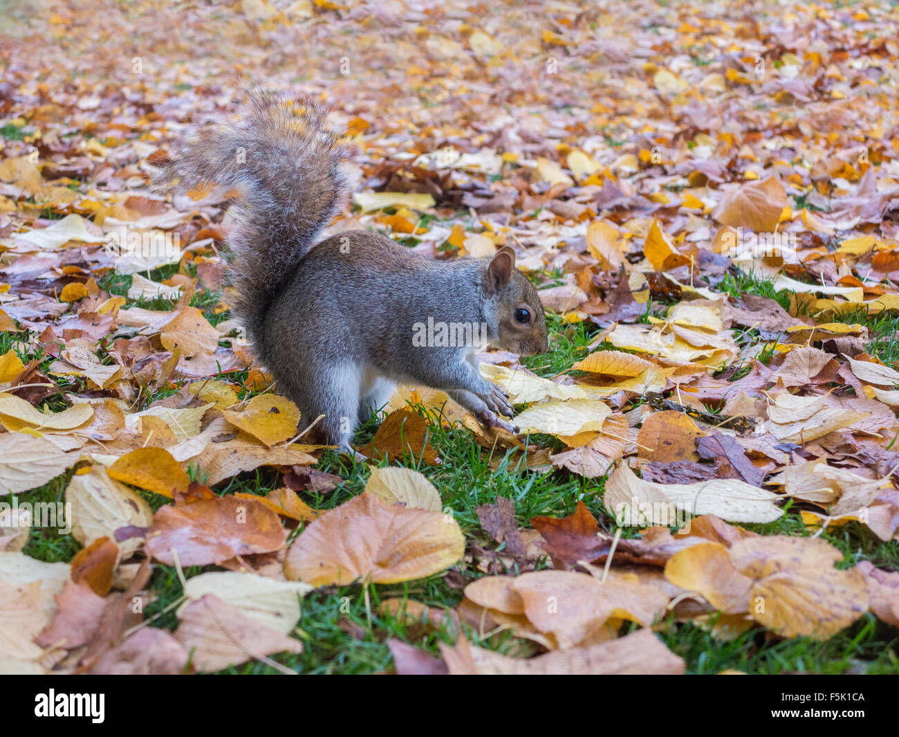 Ein Eichhörnchen schaut neugierig, während begraben Muttern im Herbst Blätter Stockfoto