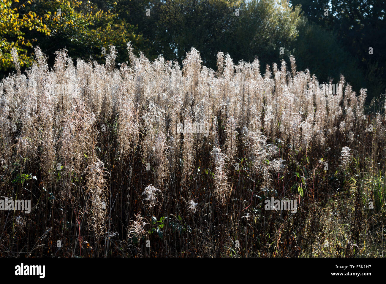 Rosebay Weidenröschen (Epilobium Angustifolium) mit flauschigen Samenköpfe im morgendlichen Sonnenlicht. Stockfoto