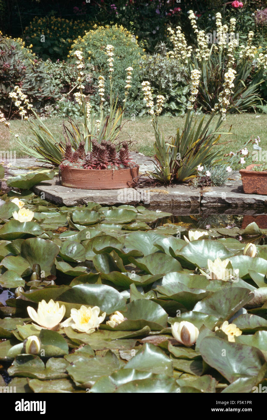 Creme Seerosen im Pool mit Sisyrinchium wächst am Rande Stockfoto