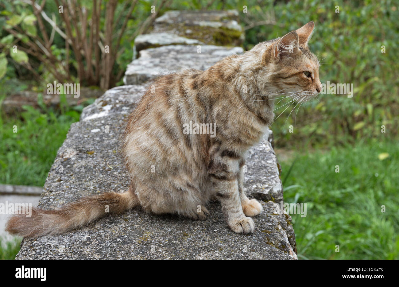 Rote Straße gestreifte Katze auf Steinmauer im freien Stockfoto