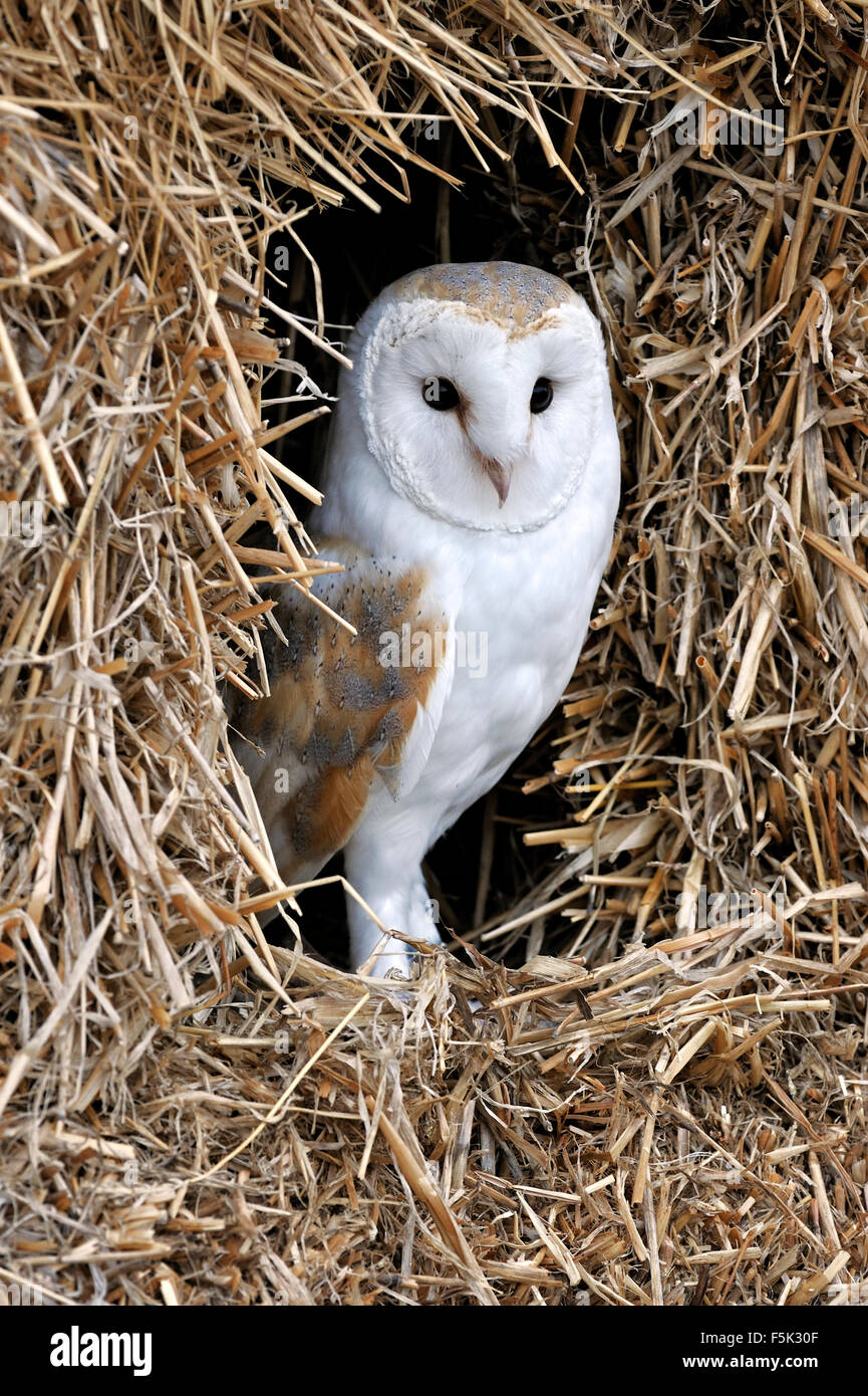 Schleiereule (Tyto Alba) in Heuhaufen / Ballen Stroh in der Scheune Stockfoto