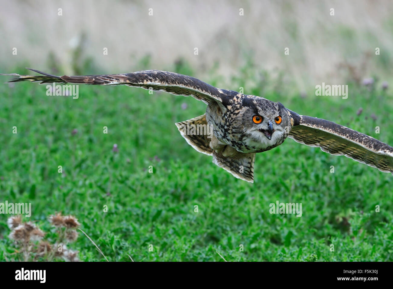 Nahaufnahme von eurasische Adler-Eule / Europäische Uhu (Bubo Bubo) fliegen über Wiese Stockfoto