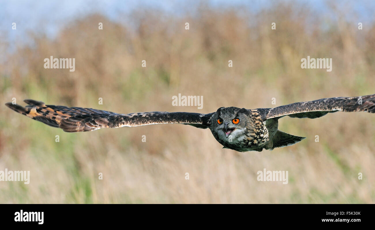 Eurasische Adler-Eule / Europäische Uhu (Bubo Bubo) fliegen über Wiese Stockfoto