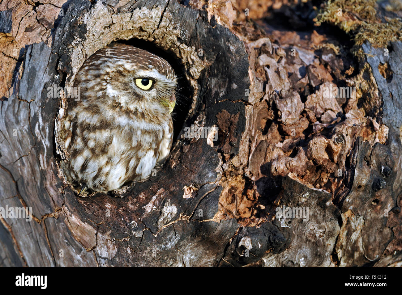 Steinkauz (Athene Noctua) durch Nest Loch im alten Baum suchen Stockfoto