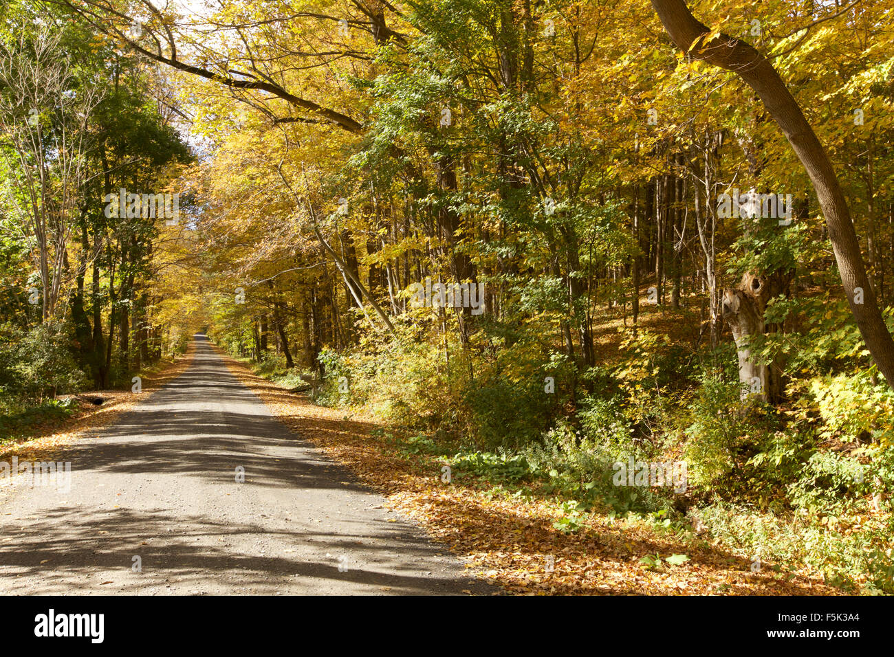 Herbstlaub in Vermont Stockfoto