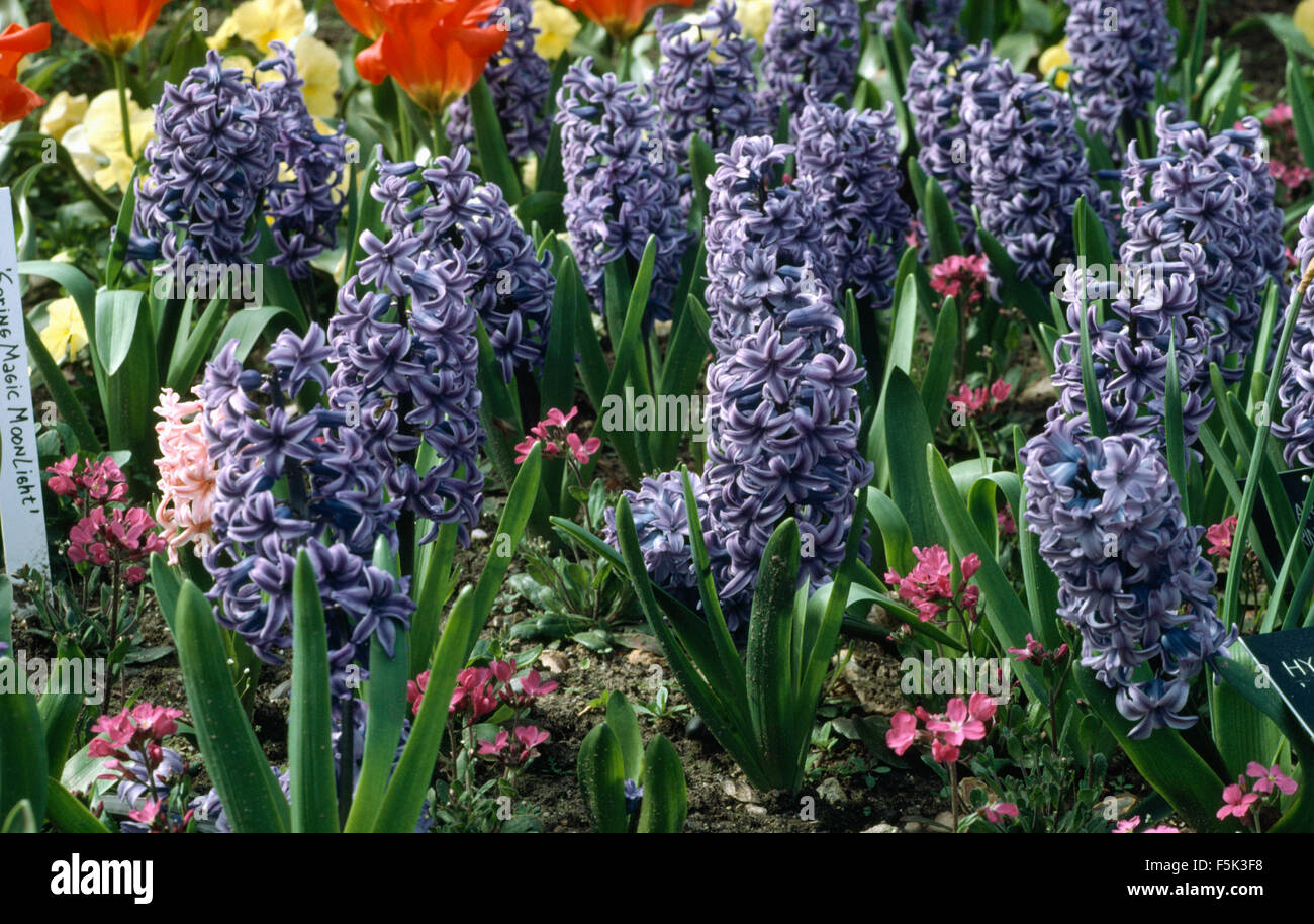 Nahaufnahme der Blaue Hyazinthen Stockfoto
