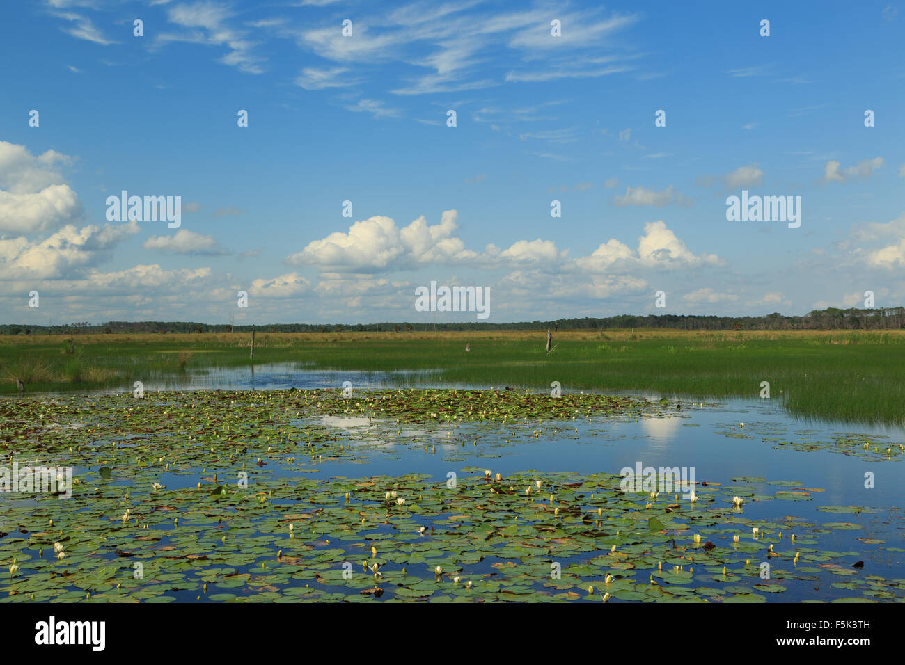 Eine Landschaft Fotografie St. Marks National Wildlife Refuge in Tallahassee in Florida, USA. Stockfoto