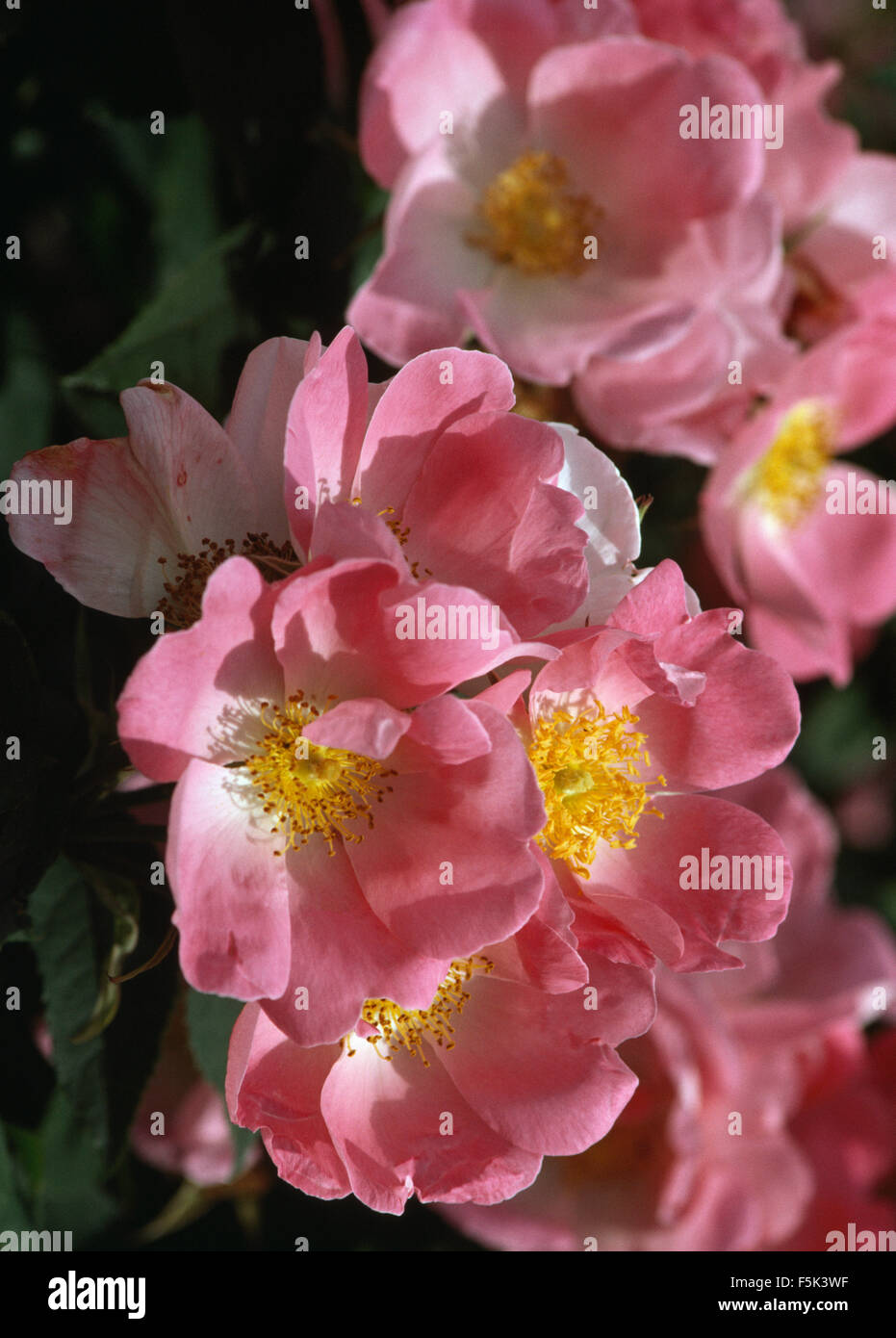 Nahaufnahme von rosa Rosa canina Stockfoto