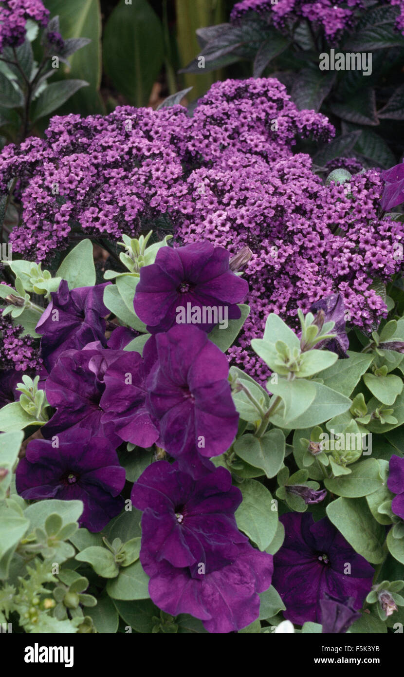 Nahaufnahme der violette Petunien mit Heliotrop Stockfoto