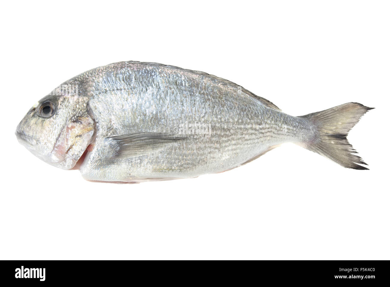 Dorada Meeresfrüchte isoliert auf weißem Hintergrund. Auch bekannt als Brassen Seefisch. Rohkost. Stockfoto