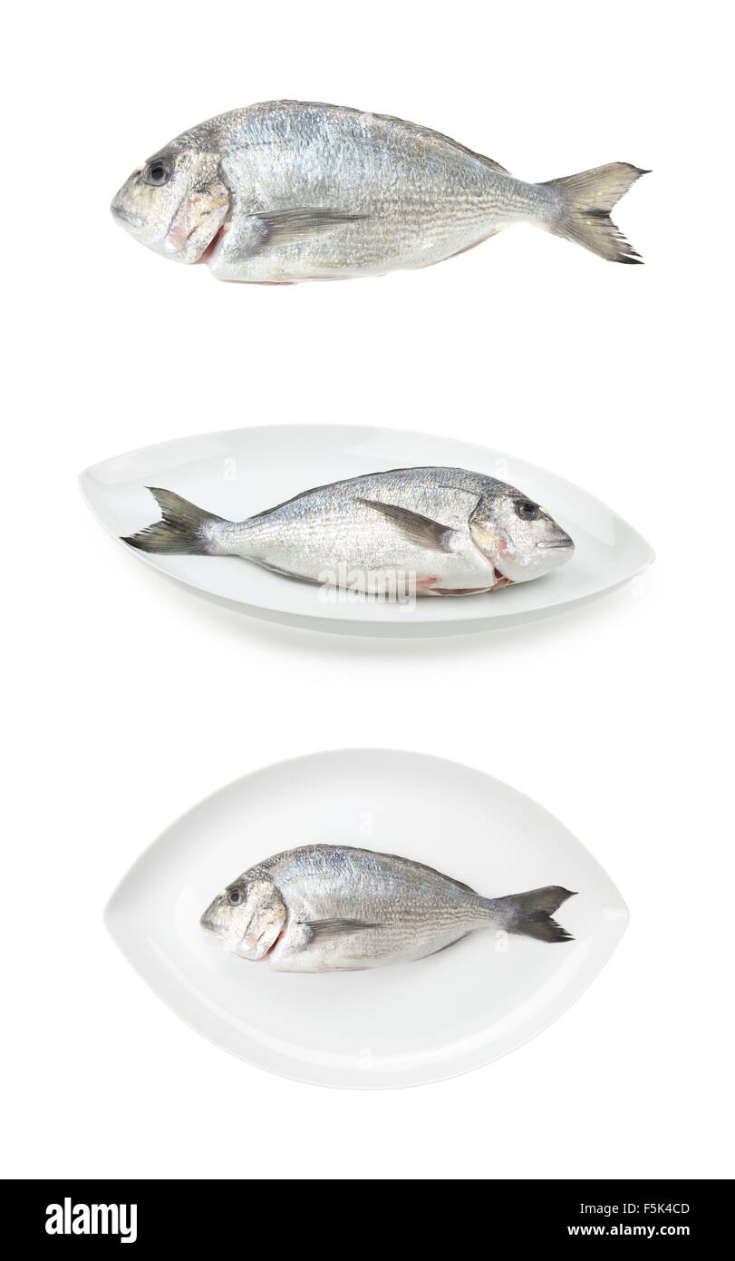 Dorada Meeresfrüchte Rohkost drei Proben auf einem weißen Teller elliptische oder isoliert auf weißem Hintergrund. Auch bekannt als Brassen Seefisch. Stockfoto