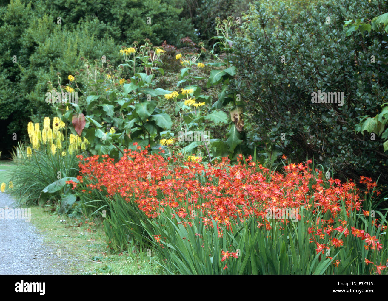 Orange Schizostylis mit gelben Ligurien und Kniphofia in einer Sommer-Grenze Stockfoto
