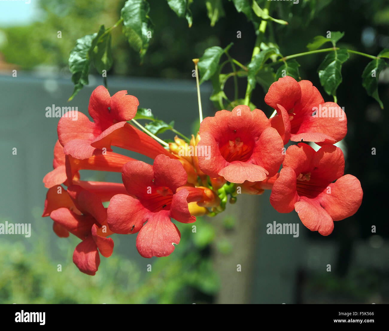 Sonnendurchflutete rote Blüten der Trompete Rebe Campsis Radicans eine ...