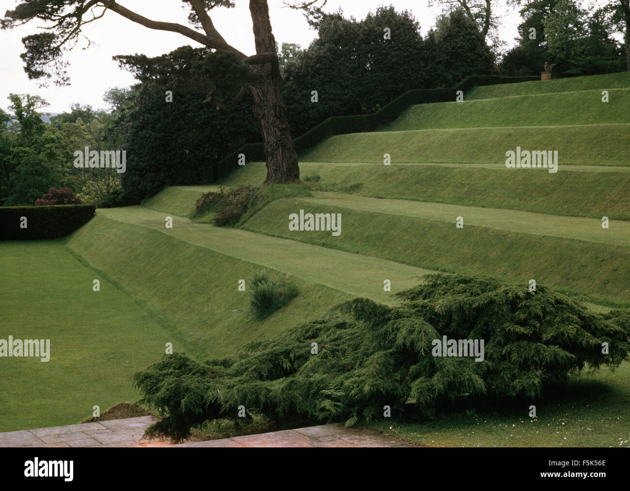 Horizontale Nadelbaum Strauch neben breiten Rasen Schritte in einem großen Hügel-Land-Garten Stockfoto