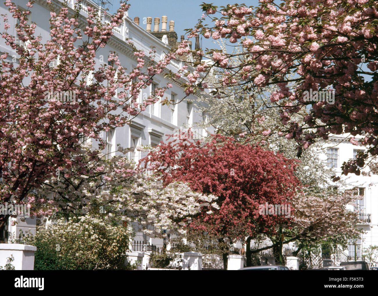 Viktorianischen Reihenhaus Häuser und Rosa blühenden Bäumen Stockfoto