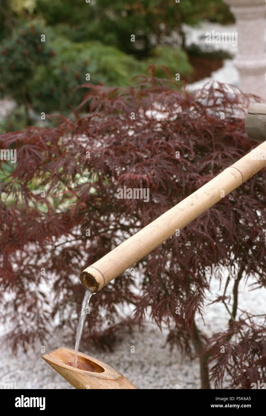 Nahaufnahme des Wassers zwischen Bambus Rohre gegen eine kleine Acer in ein japanisches Wasserspiel gießen Stockfoto