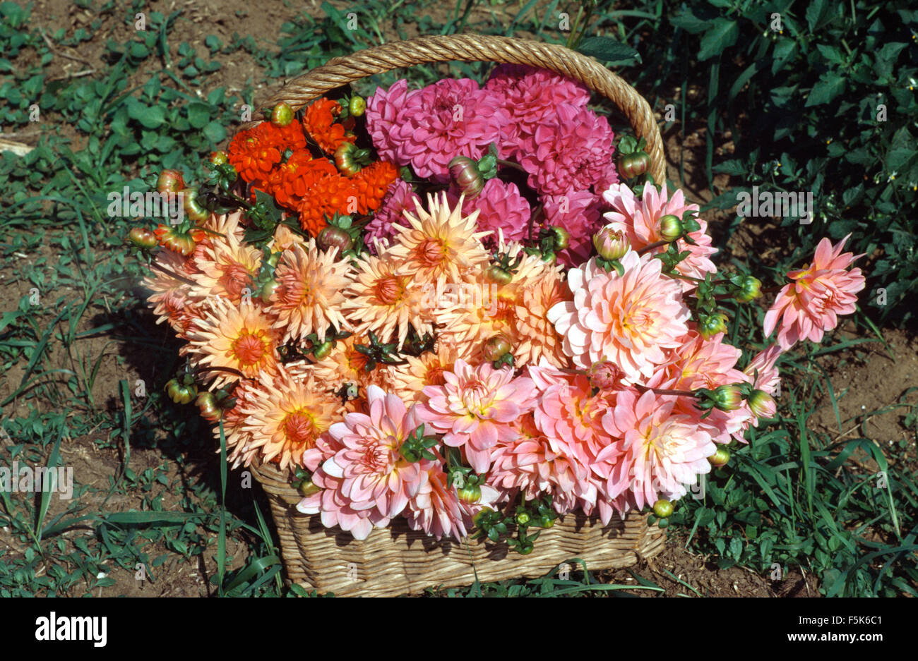 Nahaufnahme eines Korbs von rosa Dahlien Stockfoto