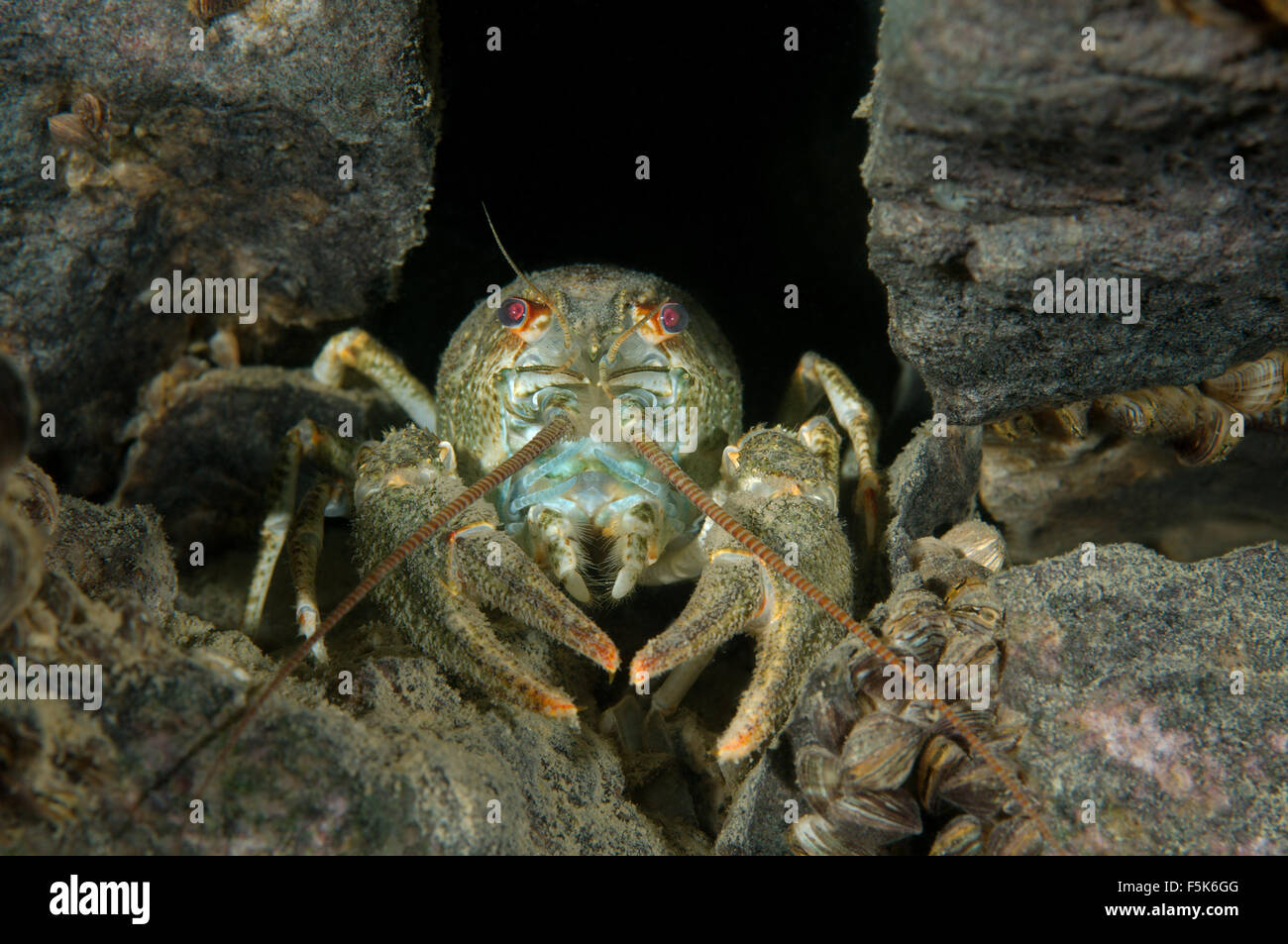 Europäischen Krebse, edle Krebse oder breit-fingriger Flusskrebs (Astacus Astacus) kommen aus dem Loch, Granitsteinbruch Aleksandrovsk Stockfoto