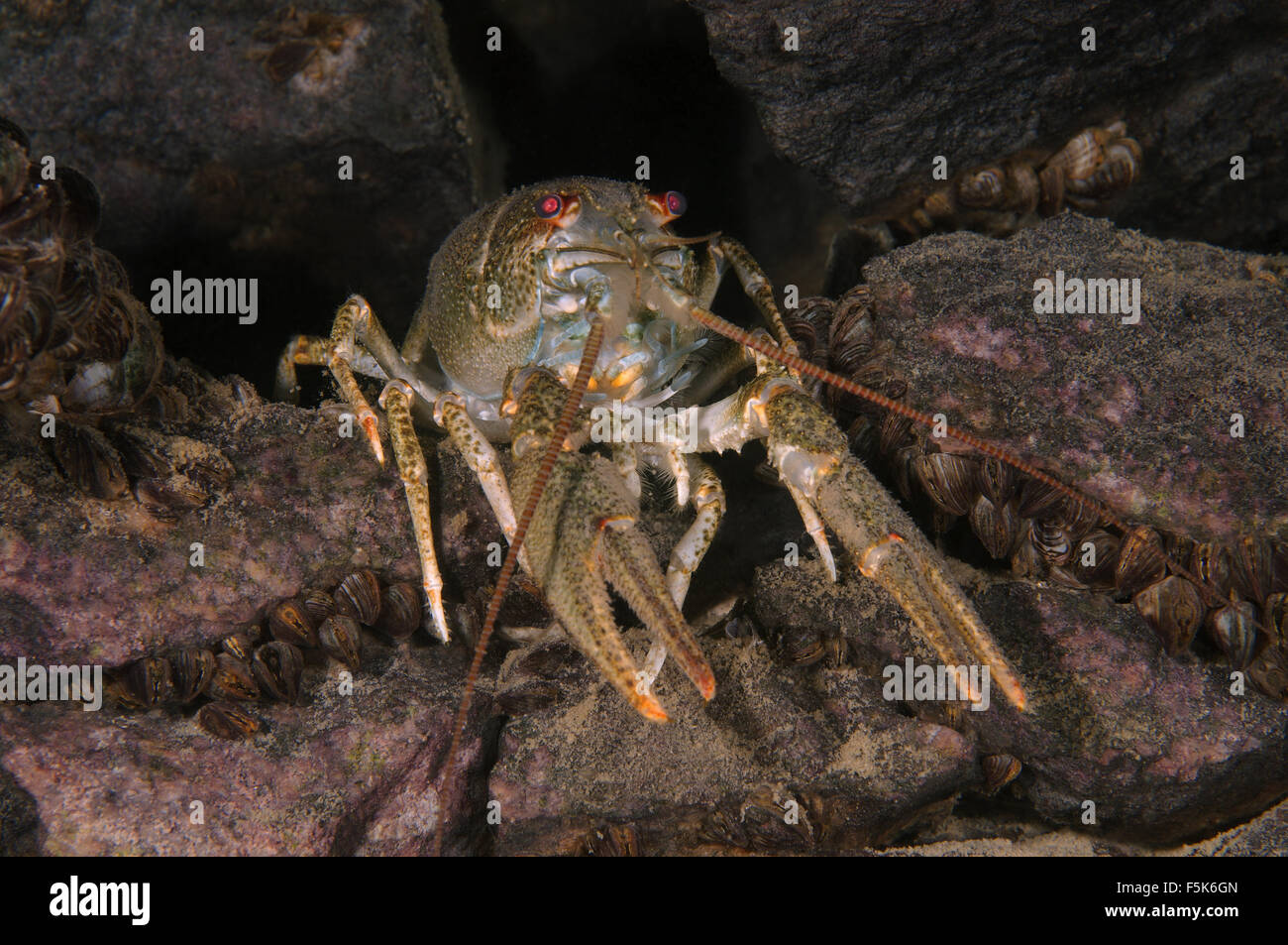 Europäischen Krebse, edle Krebse oder breit-fingriger Flusskrebs (Astacus Astacus) kommen aus dem Loch, Granitsteinbruch Aleksandrovsk Stockfoto