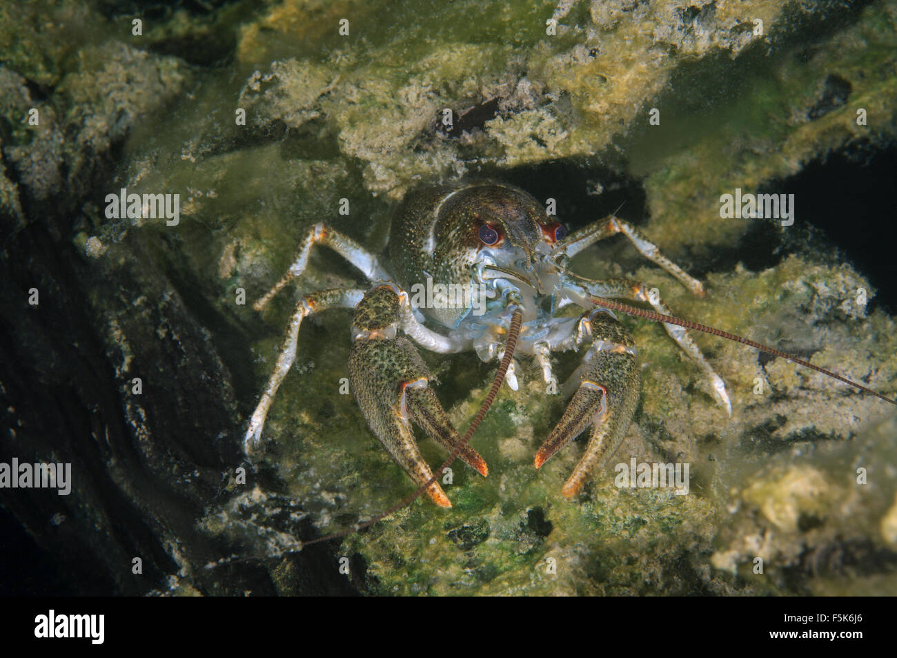 Europäischen Krebse, edle Krebse oder breit-fingriger Flusskrebs (Astacus Astacus) Granit Steinbruch Aleksandrovskiy, Ukraine Stockfoto