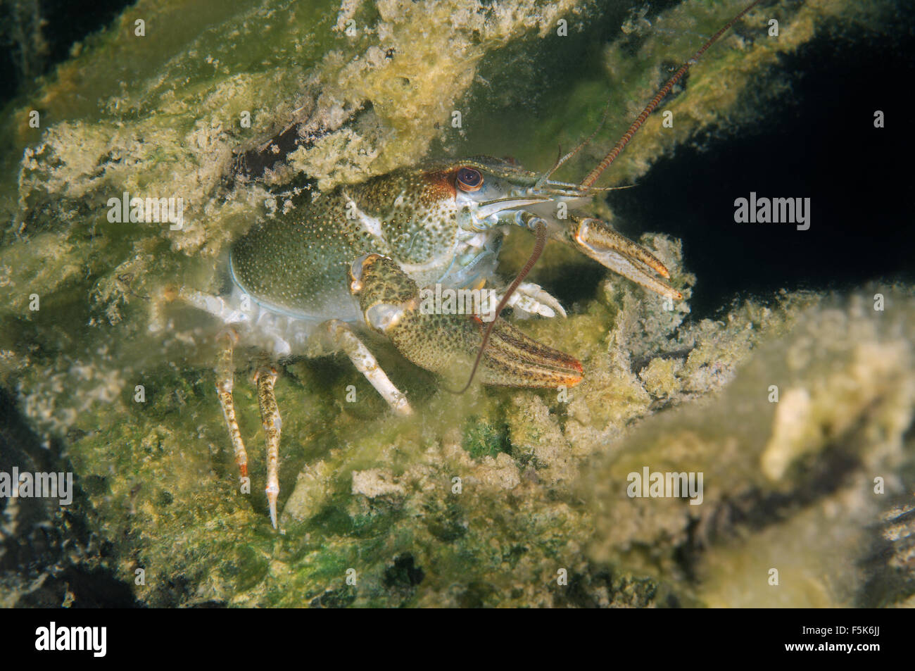 Europäischen Krebse, edle Krebse oder breit-fingriger Flusskrebs (Astacus Astacus) Granit Steinbruch Aleksandrovskiy, Ukraine Stockfoto