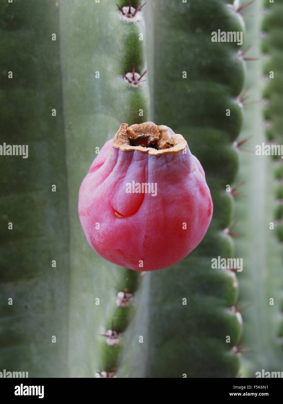 Peruanischer Apfel Kaktus, Cereus Repandus und Früchte gesehen in Scottsdale, Arizona, USA Stockfoto