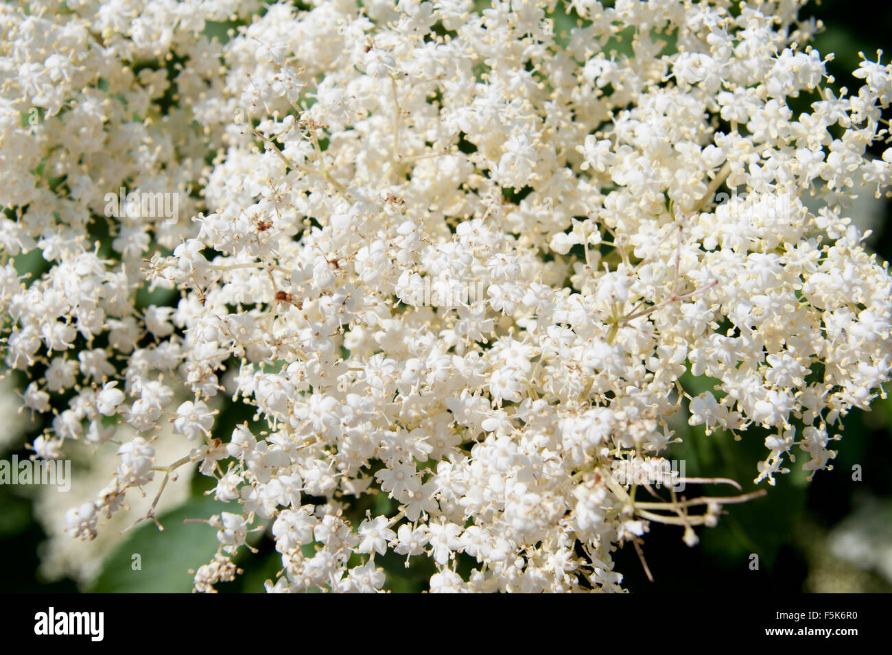 Sambucus Nigra Blüten Makro, medizinische Strauch Pflanzen in der Familie Adoxaceae, Blüte, Laubbaum namens elder, Holunder Stockfoto