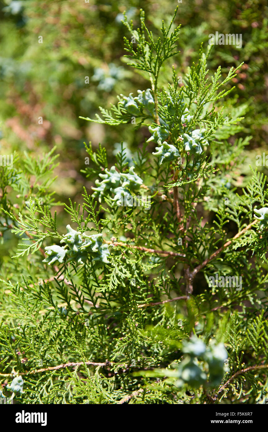 Thuja Zapfen Closeup im Juli, frische grne Triebe auf Nadel-Baum Zweige  Makro, Pflanzen wachsen in Polen, horizontale Ausrichtung Stockfotografie -  Alamy