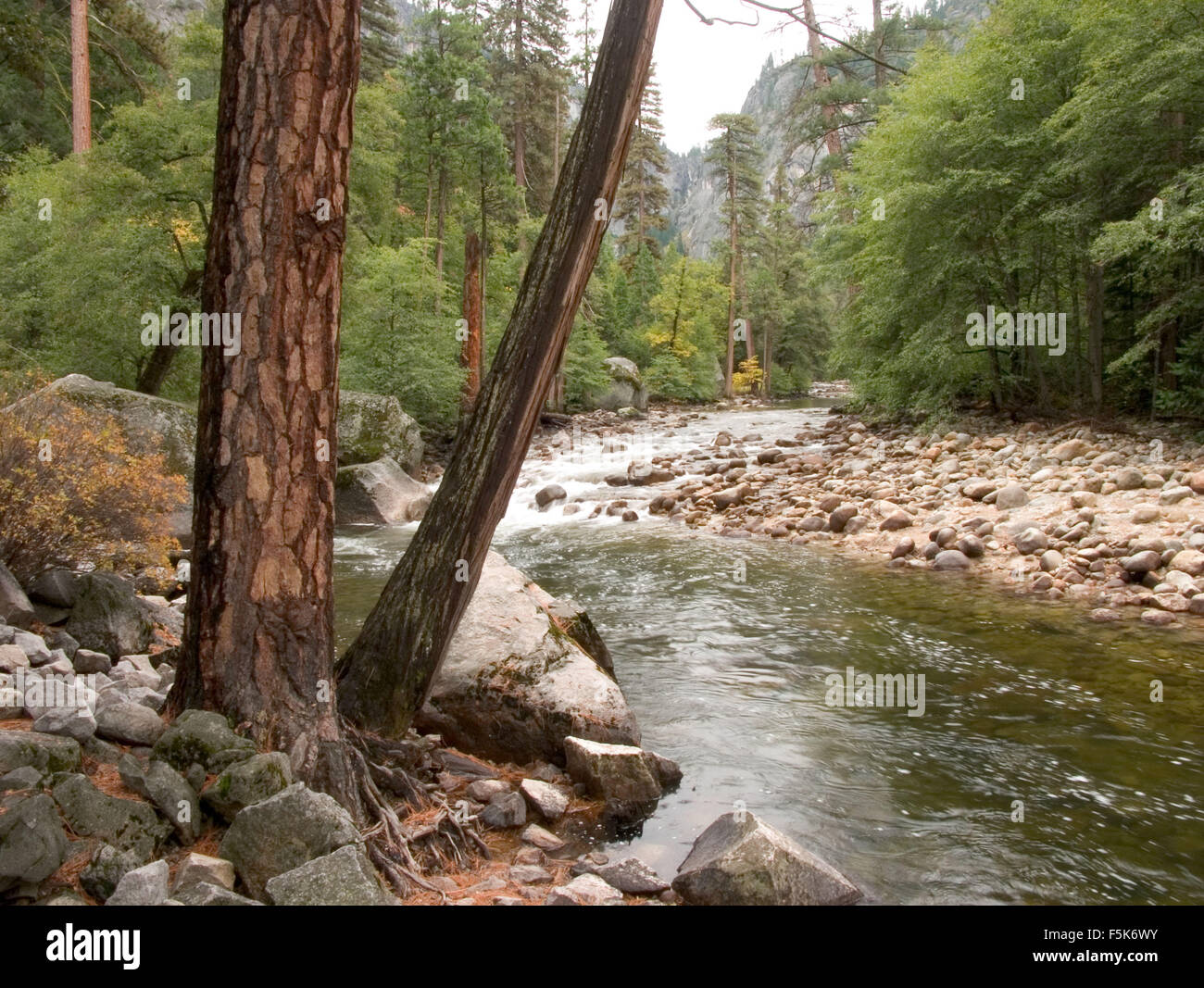 26. Oktober 2004; Yosemite, CA, USA; Yosemite National Park ist fast 1.200 quadratische Meilen von malerischen wilden Länder beiseite 1890 von John Muir, die zentralen Sierra Nevada zu bewahren. Von 2.000 Fuß über dem Meeresspiegel bis hin zu mehr als 13.000 Fuß, hat der Park alpinen Wildnis, 3 Mammutbäume und Yosemite Valley. "Das unvergleichliche Tal" genannt, ist Yosemite ein Gletscher geformten Canyon. Springende Wasserfälle, inspirierte abgerundete Kuppeln, massiven Monolithen und hoch aufragenden Klippen Dichter, Maler, Fotografen und Millionen von Besuchern. Offene Wiesen mit Wildblumen, Eiche Waldland, Nadelbaum f Stockfoto