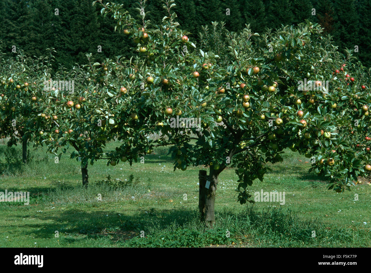 Apfelbäume in einen kleinen Obstgarten Stockfoto