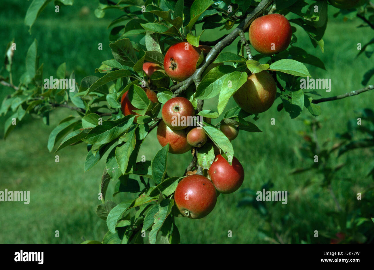 Nahaufnahme eines Zweigs des Cox Äpfel Stockfoto