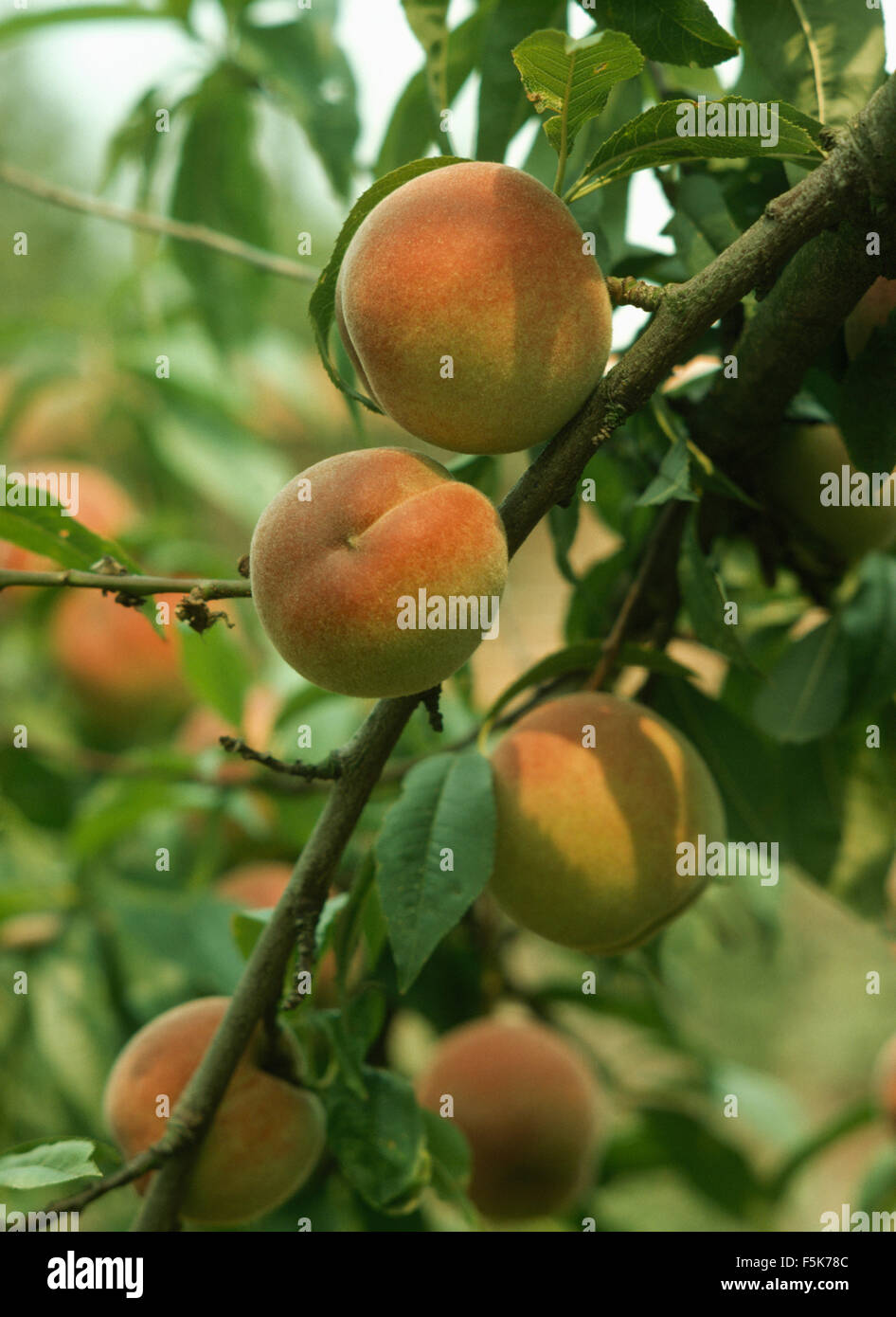 Nahaufnahme der Pfirsiche auf einem Ast Stockfoto