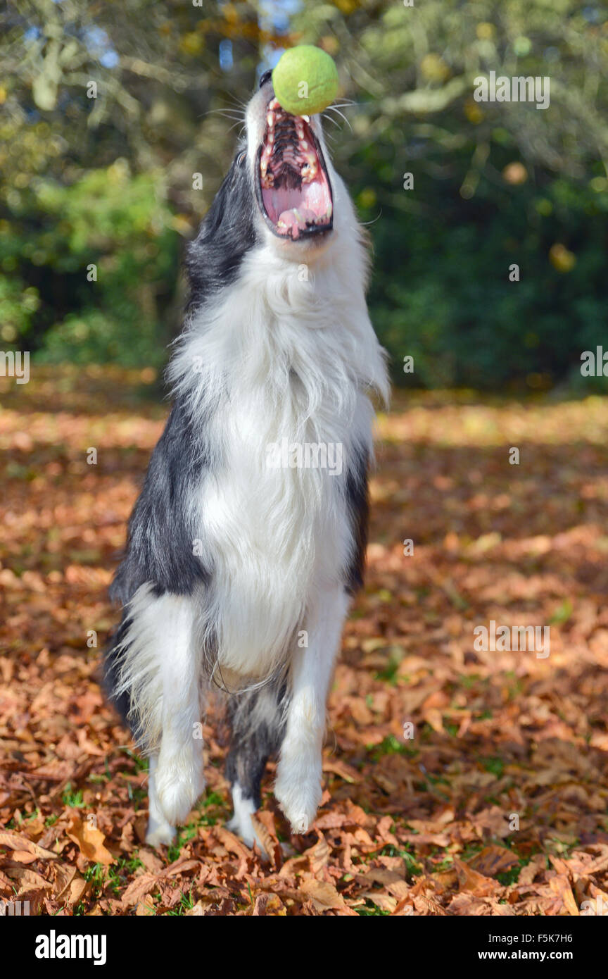 Border-Collie fangen Ball im Herbst fallen im Park Vereinigtes Königreich Stockfoto