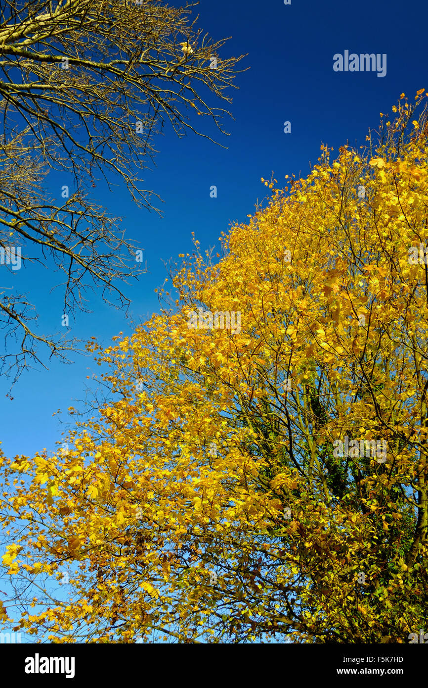 Bunte yellow Baum vor einem strahlend blauen Himmel Vereinigtes Königreich Stockfoto