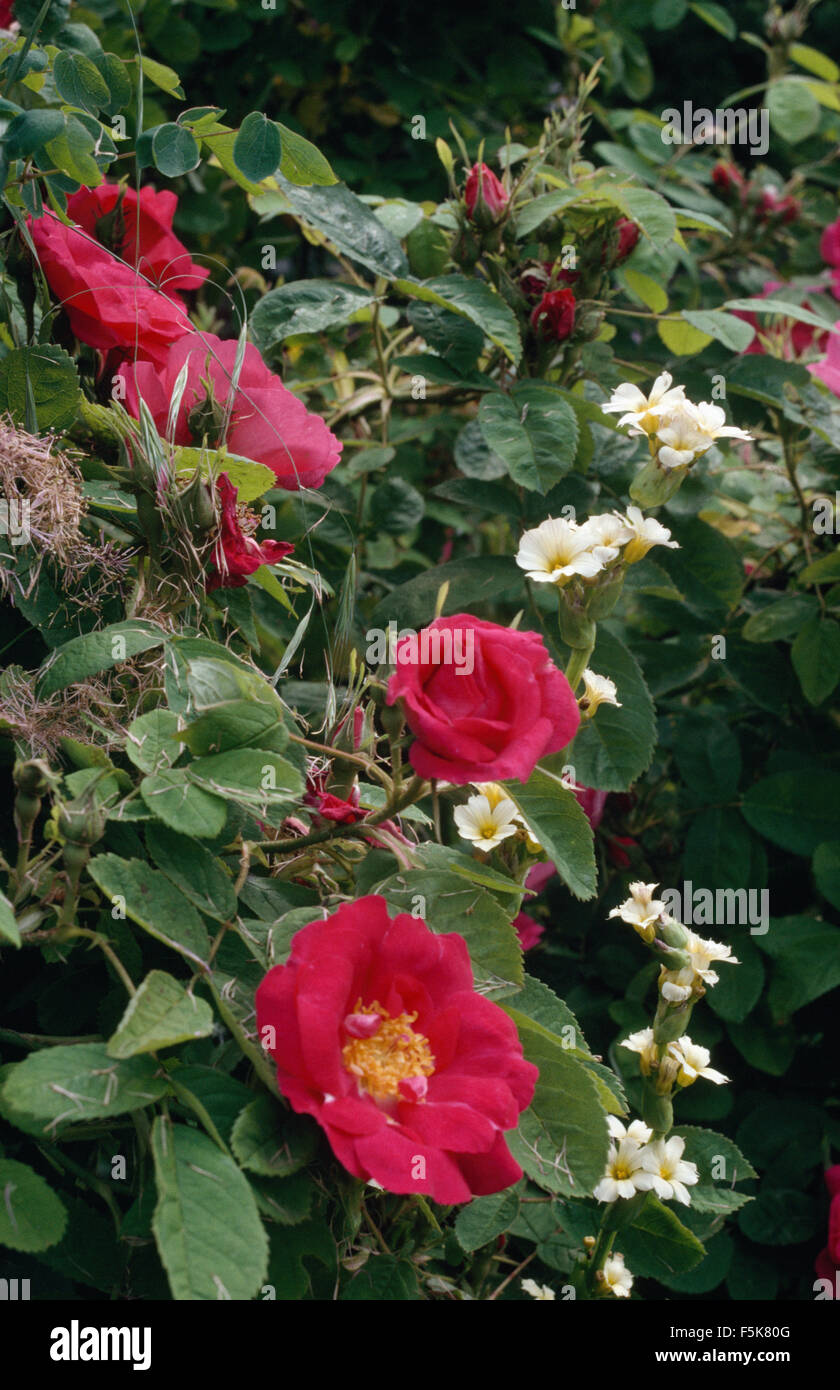 Dunkelrosa Rosen mit weißem Sisyrinchium in Nahaufnahme Stockfoto