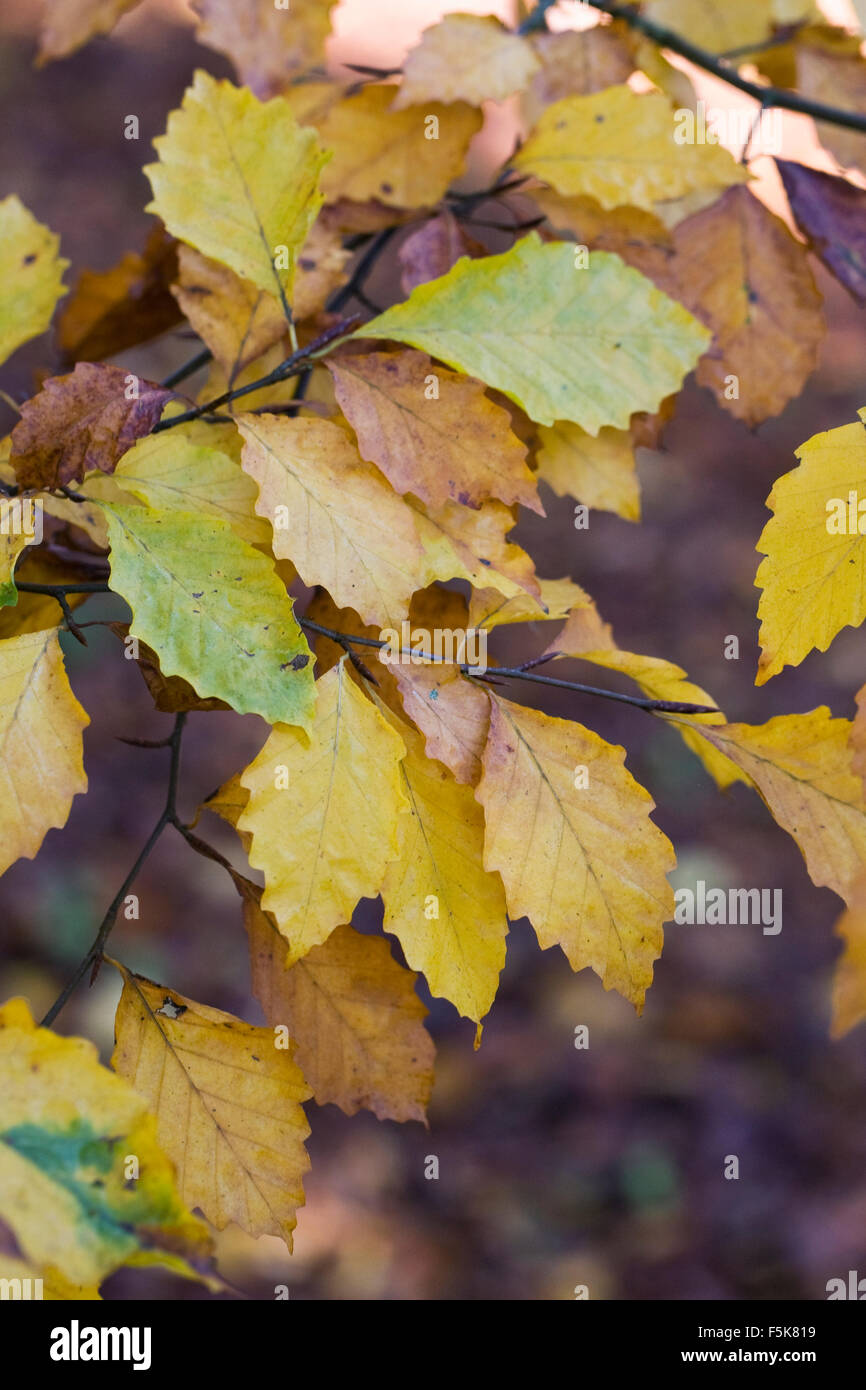 Fagus Crenata. Japanische Buche Baum Blätter im Herbst. Stockfoto