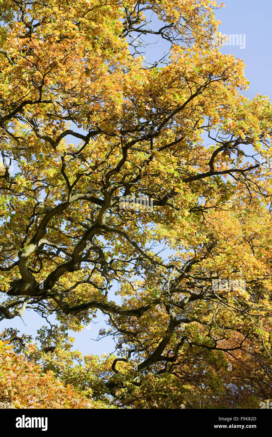 Quercus Robur. Eiche Baum im Herbst. Stockfoto