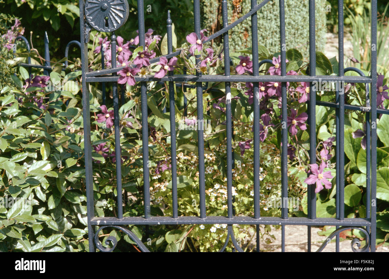 Nahaufnahme von lila Clematis auf ein Metalltor Stockfoto