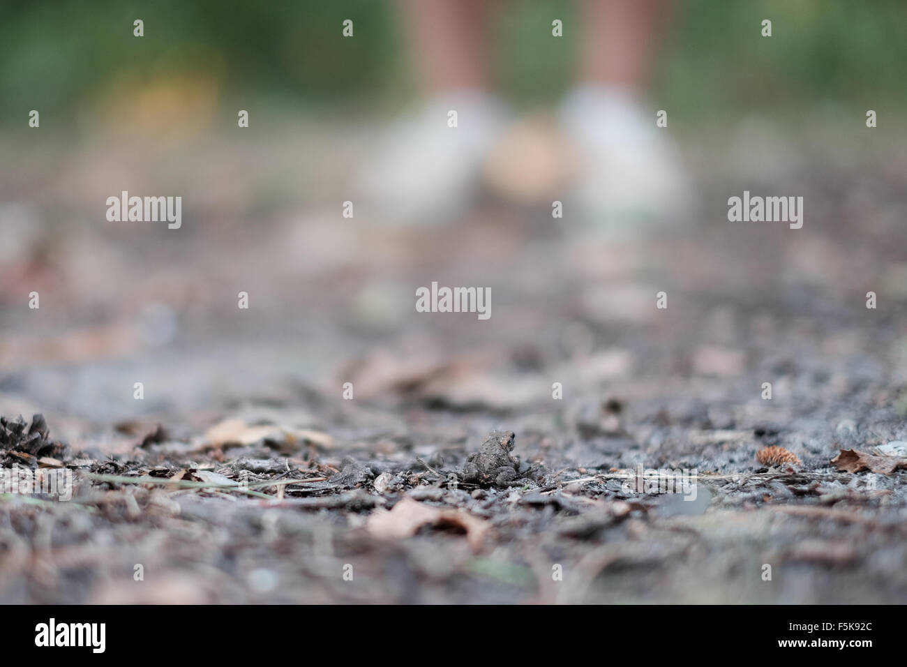 Unerwartete Begegnung Stockfoto