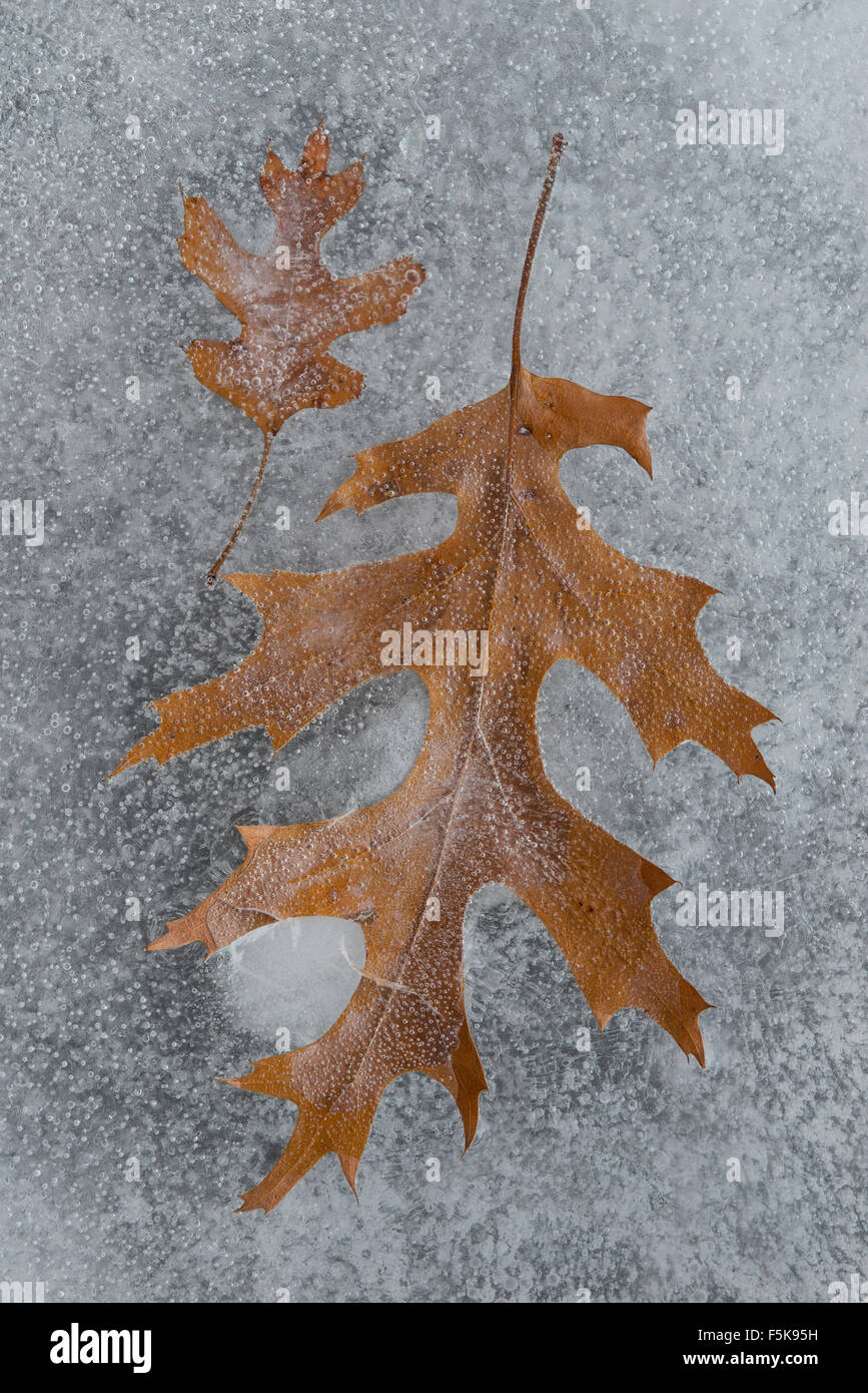 PIN-Eiche Blätter (Quercus Palustris) eingefroren im Eis, Winter, E. Nordamerika Stockfoto