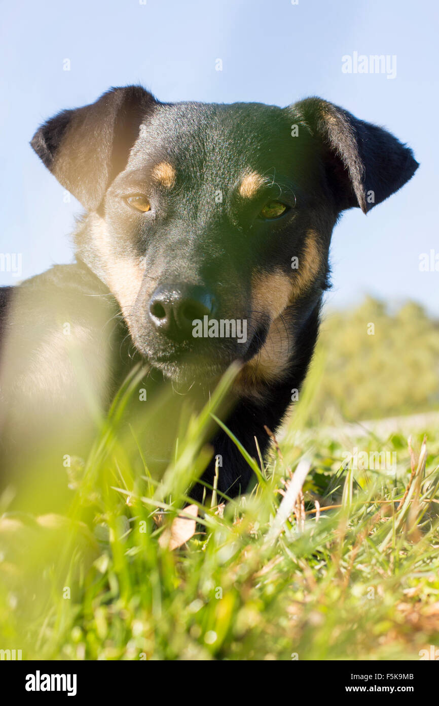 Künstlerische Porträt des schwarzen Mix Rasse Hund mit aus Fokus Rasen Strohhalmen vor der Kamera Stockfoto