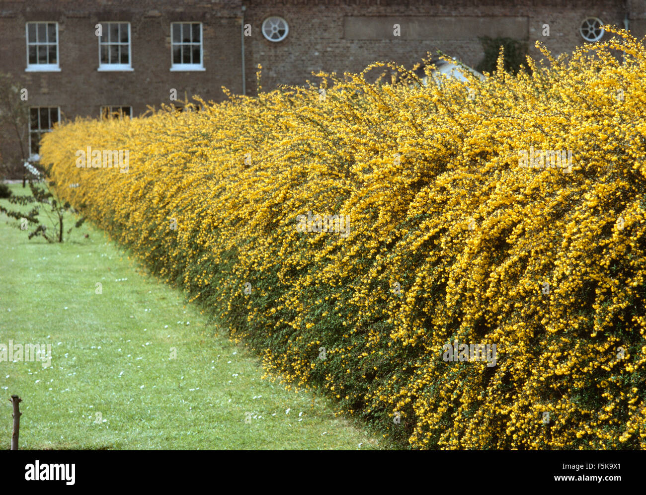 Eine Hecke aus gelben Ginster Stockfotografie - Alamy