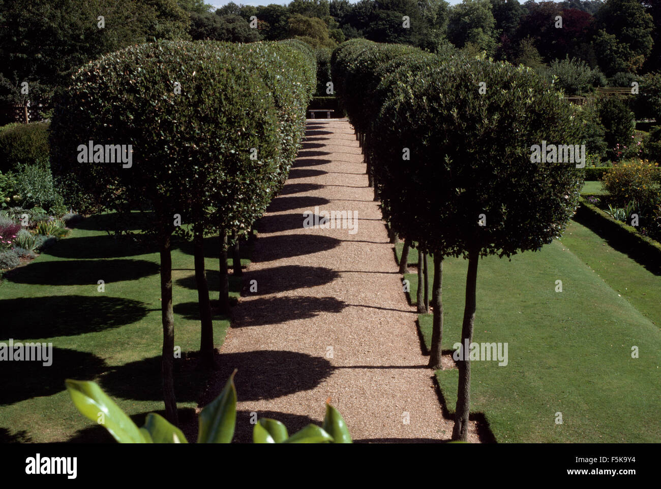 Allee der pleached Bäume werfen Schatten auf einem breiten Schotterweg in einen gepflegten formalen Garten Stockfoto